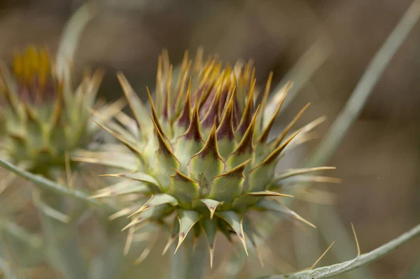 Flora Van Gran Canaria Cynara Cardunculus Wilde Artisjok Natuurlijke Macro — Stockfoto