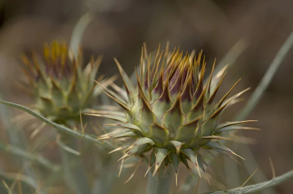 Flora Gran Canarii Cynara Cardunculus Dziki Karczochy Naturalne Makro Kwiatowe — Zdjęcie stockowe