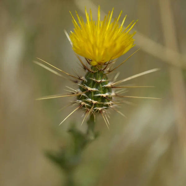 Flora Van Gran Canaria Gele Centaurea Melitensis Maltese Ster Distel — Stockfoto