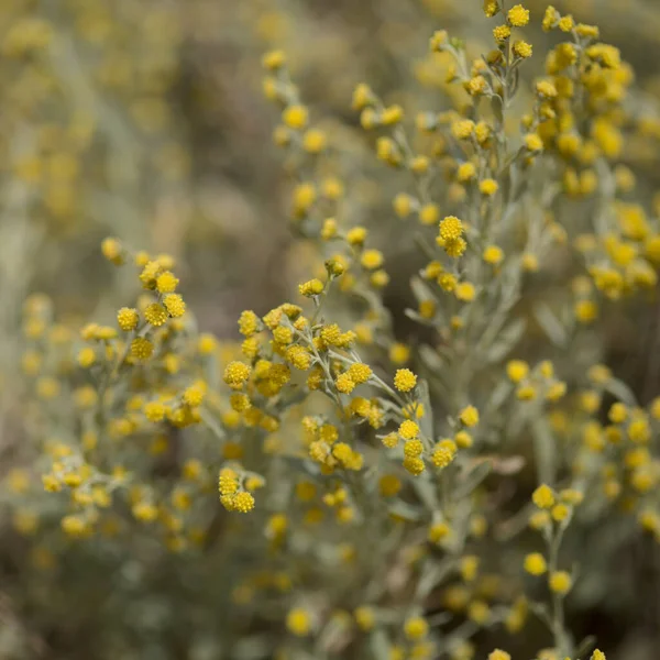 Χλωρίδα Της Gran Canaria Artemisia Thuscula Τοπικά Καλούμενη Incense Λόγω — Φωτογραφία Αρχείου