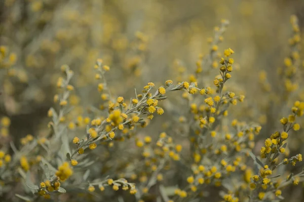 Χλωρίδα Της Gran Canaria Artemisia Thuscula Τοπικά Καλούμενη Incense Λόγω — Φωτογραφία Αρχείου