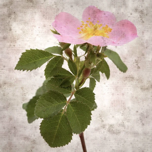 Quadratisch Stilvolle Alte Strukturierte Papierhintergrund Mit Rosa Blüten Von Rosa — Stockfoto