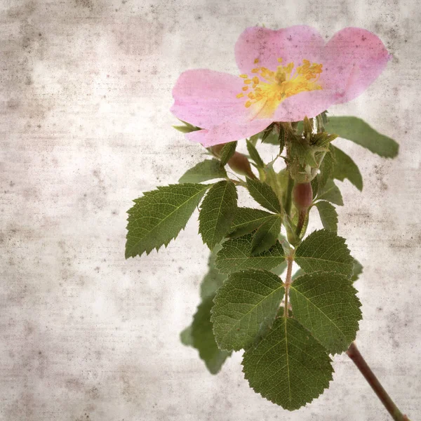 Cuadrado Elegante Viejo Texturizado Fondo Papel Con Flores Color Rosa —  Fotos de Stock