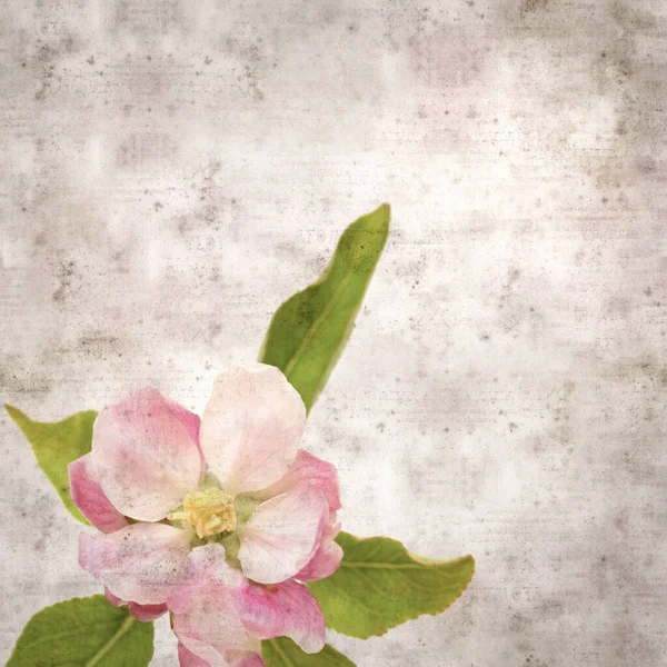 Kare Biçiminde Eski Desenli Kağıt Arkaplan Elma Çiçekleri Ile — Stok fotoğraf