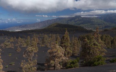 La Palma, landscape of the central part of the island, in El Paso municipality black dunes of volcanic ash produced by 2021 volcano,  Canary Pines with yellow needles still standing  