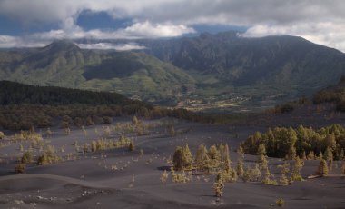 La Palma, landscape of the central part of the island, in El Paso municipality black dunes of volcanic ash produced by 2021 volcano,  Canary Pines with yellow needles still standing  