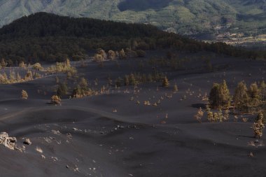 La Palma, landscape of the central part of the island, in El Paso municipality black dunes of volcanic ash produced by 2021 volcano,  Canary Pines with yellow needles still standing  