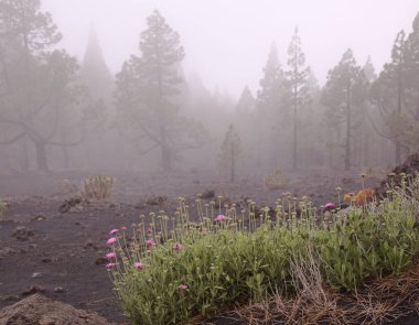 Flora of La Palma - Pterocephalus porphyranthus, scabious endemic to the island, natural floral background