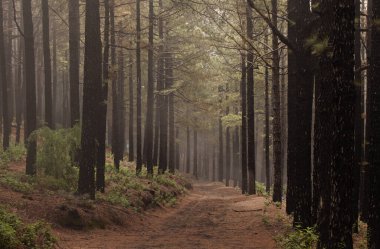 La Palma, uzun menzilli popüler yürüyüş rotası Ruta de Los Volcanes boyunca uzanan manzaralar, El Paso 'dan Fuencaliente belediyelerine kadar adanın tepesi boyunca uzanır. 