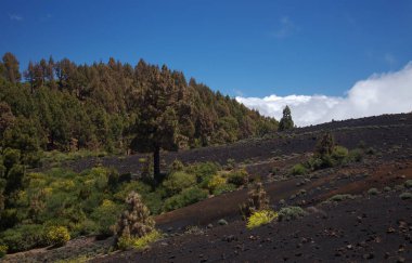 La Palma, uzun menzilli popüler yürüyüş rotası Ruta de Los Volcanes boyunca uzanan manzaralar, El Paso 'dan Fuencaliente belediyelerine kadar adanın tepesi boyunca uzanır. 