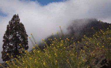 La Palma, uzun menzilli popüler yürüyüş rotası Ruta de Los Volcanes boyunca uzanan manzaralar, El Paso 'dan Fuencaliente belediyelerine kadar adanın tepesi boyunca uzanır. 