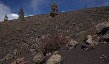 Flora of La Palma - Micromeria herb, locally called thyme, endemic to Canaries and Madeira,  growing in clumps in black volcanic ash