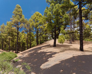 La Palma, uzun menzilli popüler yürüyüş rotası Ruta de Los Volcanes boyunca uzanan manzaralar, El Paso 'dan Fuencaliente belediyelerine kadar adanın tepesi boyunca uzanır. 