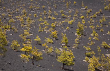 La Palma, uzun menzilli popüler yürüyüş rotası Ruta de Los Volcanes boyunca uzanan manzaralar, El Paso 'dan Fuencaliente belediyelerine kadar adanın tepesi boyunca uzanır. 