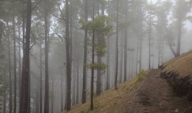 La Palma, uzun menzilli popüler yürüyüş rotası Ruta de Los Volcanes boyunca uzanan manzaralar, El Paso 'dan Fuencaliente belediyelerine kadar adanın tepesi boyunca uzanır. 