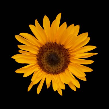 Helianthus Annuus, yaygın ayçiçeği, izole edilmiş.