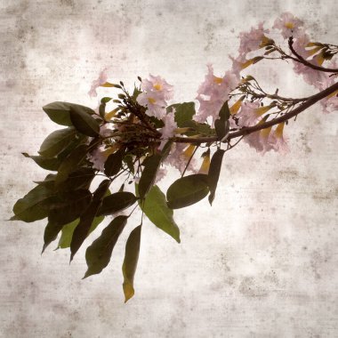 Tabebuia heterophylla, pembe trompet ağacı, çiçek açan dalları olan eski moda kağıt arka plan.