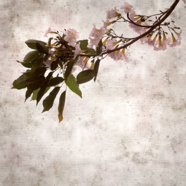 Tabebuia heterophylla, pembe trompet ağacı, çiçek açan dalları olan eski moda kağıt arka plan.