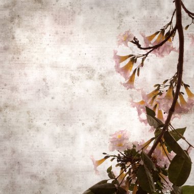 Tabebuia heterophylla, pembe trompet ağacı, çiçek açan dalları olan eski moda kağıt arka plan.