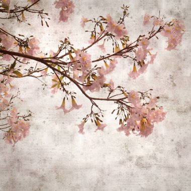 Tabebuia heterophylla, pembe trompet ağacı, çiçek açan dalları olan eski moda kağıt arka plan.