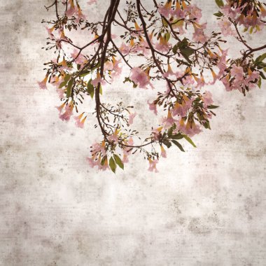 Tabebuia heterophylla, pembe trompet ağacı, çiçek açan dalları olan eski moda kağıt arka plan.