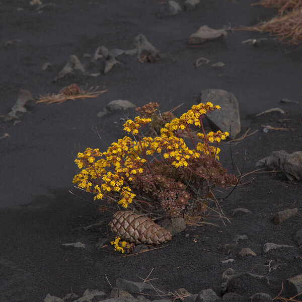 Flora of La Palma - flowering Aeonium spathulatum, plant endemic to Canary Islands, natural macro floral background