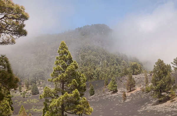 Пальма Ландшафты Вдоль Популярного Туристического Маршрута Ruta Los Volcanes Идущего — стоковое фото