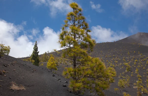Пальма Ландшафты Вдоль Популярного Туристического Маршрута Ruta Los Volcanes Идущего — стоковое фото