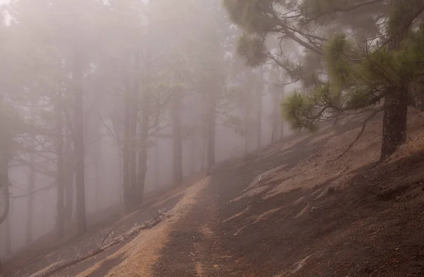 Palma Landscapes Long Range Popular Hiking Route Ruta Los Volcanes — Stock Photo, Image