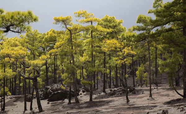 Palma Landschappen Langs Lange Afstand Populaire Wandelroute Ruta Los Volcanes — Stockfoto