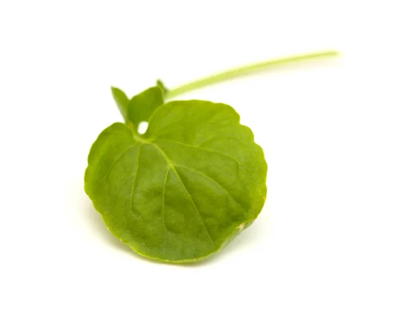 Kleine Grüne Blätter Von Brunnenkresse Salat Isoliert Auf Weißem Hintergrund — Stockfoto