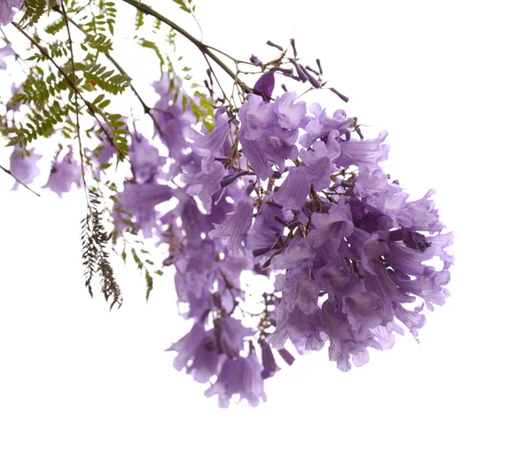 青ジャカランダの花 ジャカランダ ミモシフォリア 白に孤立 — ストック写真