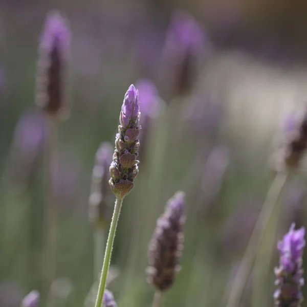 Lavender Lavandula Natural Macro Floral Background — Stockfoto