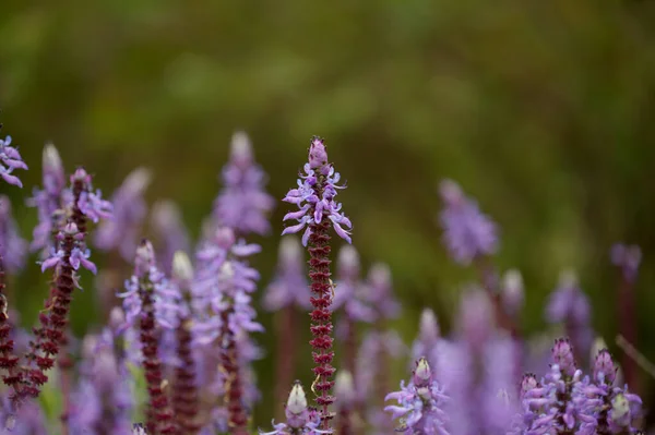 Coleus Mavi Çiçekleri Korkak Kedi Bitkileri Doğal Makro Çiçekli Arka — Stok fotoğraf