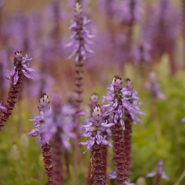 Blue Flowers Coleus Comosus Scaredy Cat Plant Natural Macro Floral — Stock Photo, Image