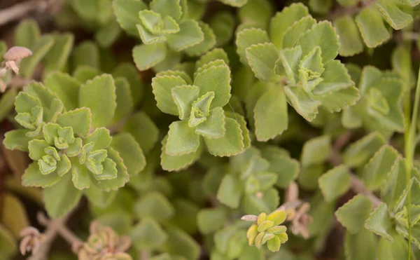 Modré Květy Coleus Comosus Strašidelné Kočičí Rostliny Přírodní Makrokvětinové Pozadí — Stock fotografie