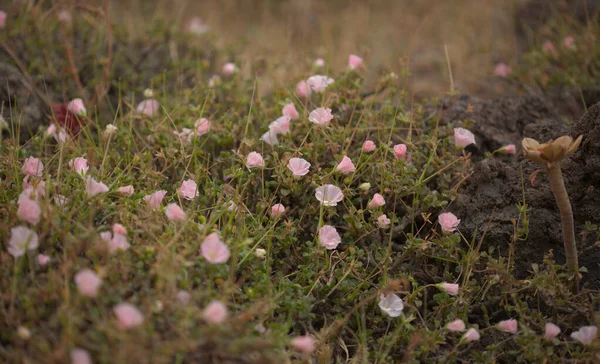 Floraison Succulente Sarcocaulon Burmannii Bougie Bushman Fond Naturel Macro Floral — Photo