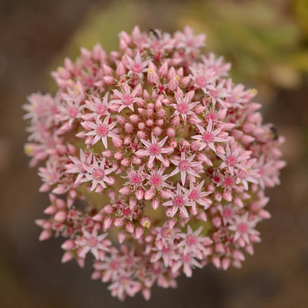 Flora Van Lanzarote Aeonium Lancerottense Sappige Plant Endemisch Het Eiland — Stockfoto