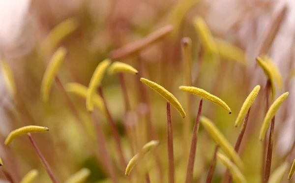 アガベアテンタータの緑の花の閉鎖 フォックスタイルアガベ 天然マクロの花の背景 — ストック写真