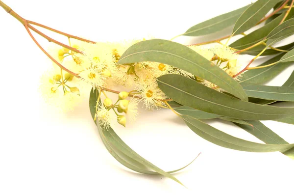 Flora Gran Canaria Eucalyptus Camaldulensis Especie Introducida Aislada Sobre Fondo —  Fotos de Stock