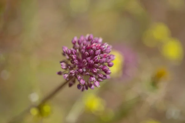 Flora Gran Canaria Allium Ampeloprasum Vilda Purjolök Naturliga Makro Blommig — Stockfoto