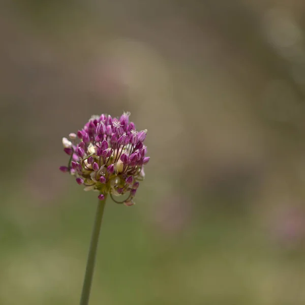 Flora Gran Canaria Allium Ampeloprasum Vilda Purjolök Naturliga Makro Blommig — Stockfoto