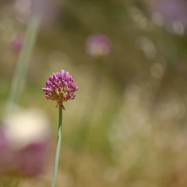 Flora Gran Canaria Allium Ampeloprasum Wild Leek Natural Macro Floral — стокове фото