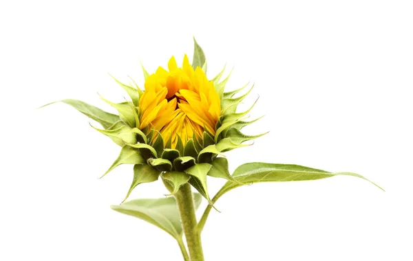Helianthus Annuus Die Gewöhnliche Sonnenblume Isoliert — Stockfoto