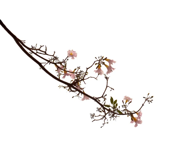 Tabebuia Heterophylla Rosa Trumpet Träd Blommande Grenar Isolerade Vit Bakgrund — Stockfoto