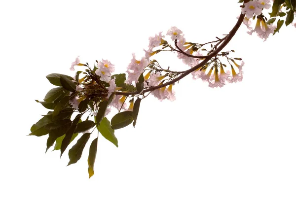 Tabebuia Heterophylla Trompette Rose Branches Florifères Isolées Sur Fond Blanc — Photo