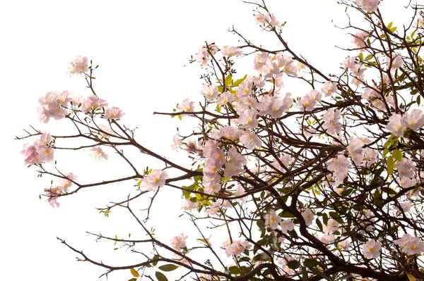 Tabebuia Heterophylla Tromba Rosa Rami Fioriti Isolati Sfondo Bianco — Foto Stock