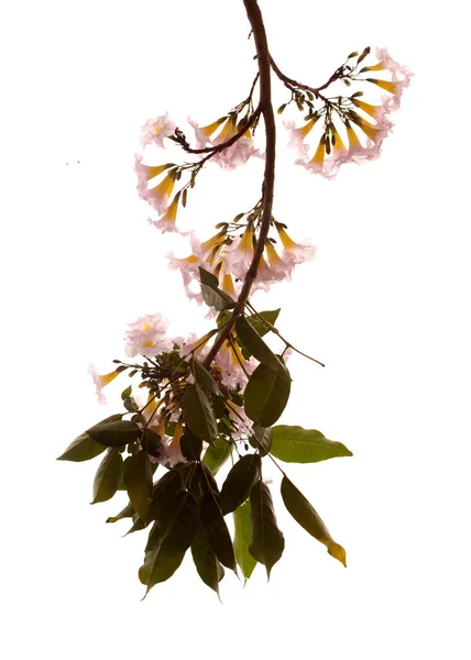 Tabebuia Heterophylla Trompette Rose Branches Florifères Isolées Sur Fond Blanc — Photo