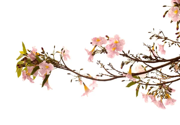 Tabebuia Heterophylla Růžová Trubka Kvetoucí Větve Izolované Bílém Pozadí — Stock fotografie