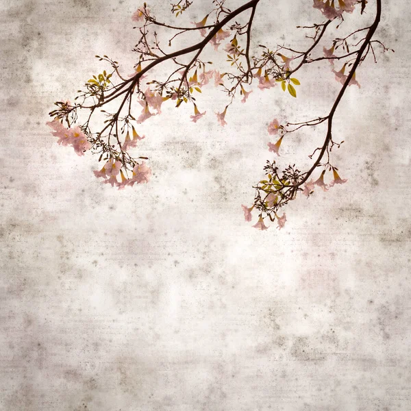 Square Stylish Old Textured Paper Background Tabebuia Heterophylla Pink Trumpet — Stock Photo, Image